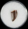 Small Raptor Tooth From Morocco - #7441-1